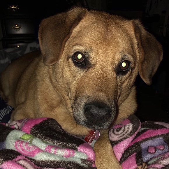 Meet your Posher, Perri - Picture 2 of 10